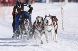 Lenk 2013